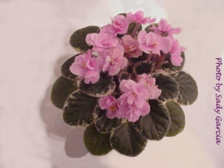 Tiny Dancer 05/06/2005 (D. Hoover) Semidouble-double medium pink pansy/white edge. Variegated medium green, pink and white, plain/red back. Semiminiature