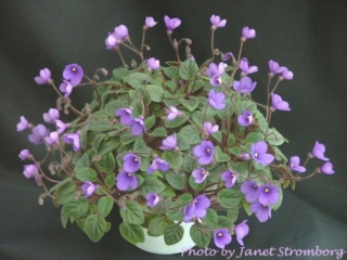 Tiny Wood Trail (L. Ray) Single blue. Miniature trailer