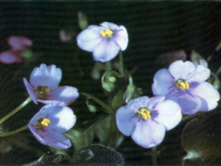 Tippy Crest 02/03/1978 (R. Nadeau) Single white/purple center. Plain. Miniature