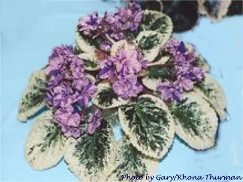 Tipsy Gypsy (I. Fredette) Pink and purple pansy. Variegated, plain. Standard