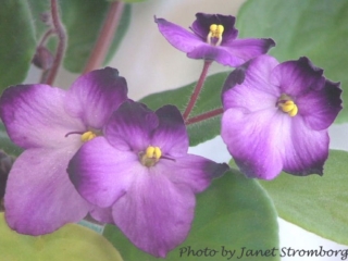 Tipt (F. Richter) Single large lavender/purple tips. Standard