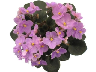 Tiptop 06/11/1987 (H. Pittman) Semidouble lavender-pink. Dark green, plain/red back. Semiminiature