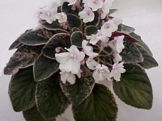 Tommie Lou 10/25/1967 (T. Oden) Double white/light orchid center. Variegated dark green, plain, quilted. Large