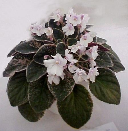 Tommie Lou 10/25/1967 (T. Oden) Double white/light orchid center. Variegated dark green, plain, quilted. Large