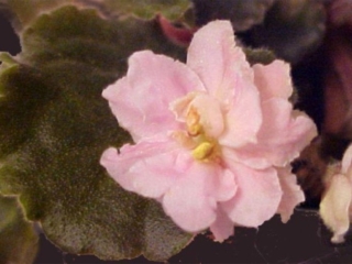 Tomorrow's Friend 11/24/2000 (Jeff Smith) Semidouble-double light pink ruffled pansy/variable yellow-tinged eye. Dark green, plain, hairy, ruffled/red back. Standard