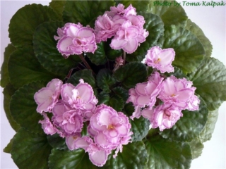 Tomorrow's Pink Ice 11/24/2000 (Jeff Smith) Semidouble light pink ruffled star/raspberry band, white edge. Medium green, plain, quilted. Standard