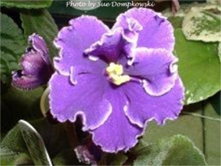 Tomorrow's Scepter 11/24/2000 (Jeff Smith) Single-semidouble dark purple-blue star/thin white ruffled edge. Dark green, plain/red back. Standard