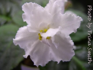 Tomorrow's Snowy Night 11/24/2000 (Jeff Smith) Semidouble-double white ruffled star. Dark green, plain, quilted/red back. Standard