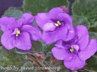 Tomorrow's Stained Glass (Jeff Smith) Double blue pansy/raspberry-red fantasy. Medium-dark green, scalloped. Small standard