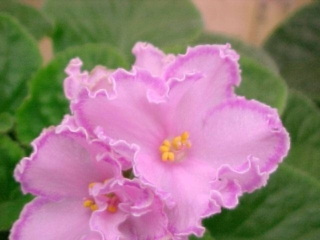 Tomorrow's Starlight (Jeff Smith) Single-semidouble light to medium pink variable star/raspberry edge. Medium green, plain. Standard