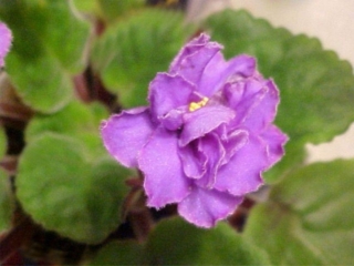 Tomorrow's Teaser 11/24/2000 (Jeff Smith) Semidouble-double light blue star/thin raspberry ruffled edge. Medium green, plain, quilted. Standard