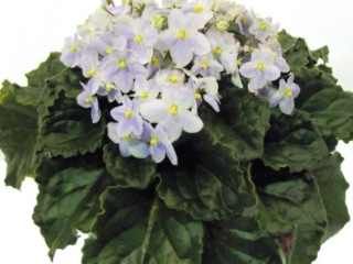 Tony's Blue Magic 01/21/2006 (T. Hulleman) Single medium blue sticktite pansy/lighter top petals, green edge. Medium green, plain, quilted, glossy/red back. Large