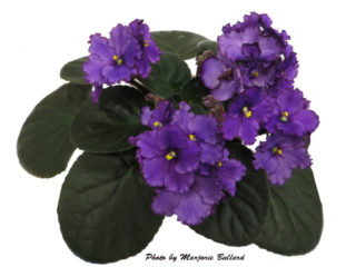 Tony's Jennifer 06/16/1997 (T. Hulleman) Semidouble purple frilled pansy/darker tips. Dark green, plain, quilted/red back. Standard (CA)