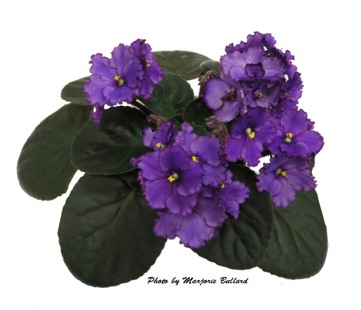Tony's Jennifer 06/16/1997 (T. Hulleman) Semidouble purple frilled pansy/darker tips. Dark green, plain, quilted/red back. Standard (CA)