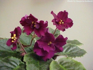 Too Much Pizzazz (D. Ness) Semidouble dark red large wavy star. Dark green, serrated/red back. Standard