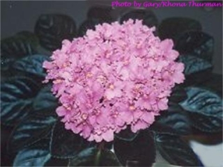 Toodle-oo 06/15/1992 (Stork/Boone) Semidouble hot pink pansy. Dark green, plain, pointed/red back. Standard