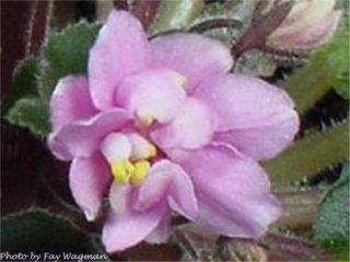 Tooly McCooly 11/09/1981 (J. Brownlie) Double pink/white edge. Dark green, pointed, tiny. Miniature