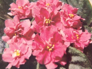 Torchi 01/05/1982 (F. Tinari) Double coral. Medium green. Standard