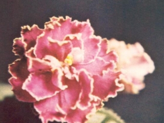 Touch of Grace 05/20/1975 (Buynak) Single orchid frilled. Ruffled. Standard