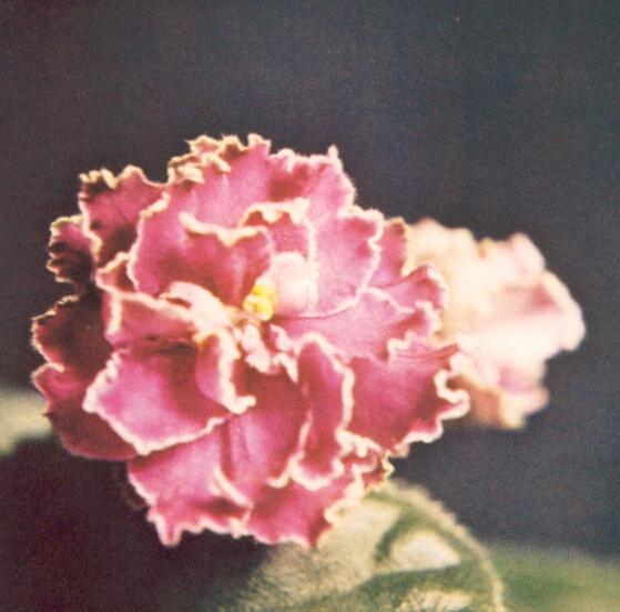 Touch of Grace 05/20/1975 (Buynak) Single orchid frilled. Ruffled. Standard