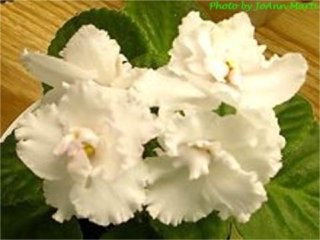 Touch of Spring 07/23/1969 (Mrs. H. Juline/Hammond) Double white and green frilled. Pointed, quilted, ruffled. Standard