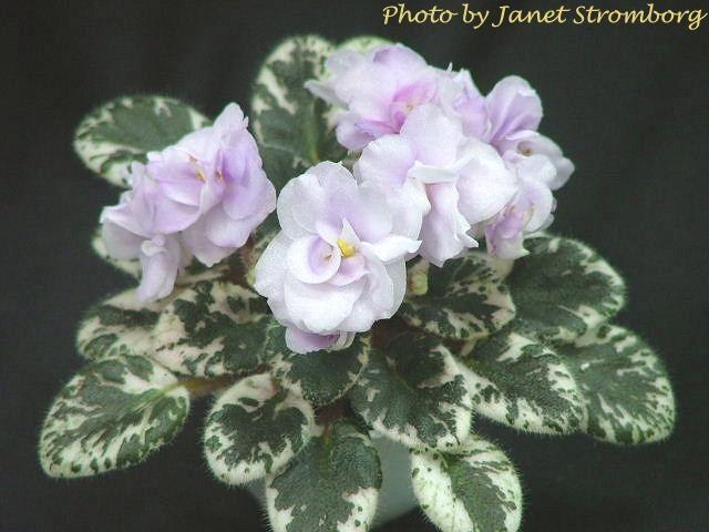 Toy Castle 11/02/1987 (S. Sorano) Double lavender frilled bell. Variegated green, pink and cream, plain, glossy. Miniature
