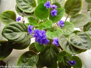 Tracey Trail 03/01/1979 (P. Tracey) Single-semidouble violet-blue two-tone. Plain. Semiminiature trailer (CA 205, 1979)