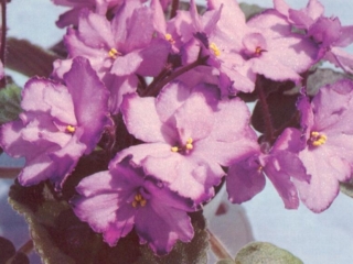 Tradewinds (S. Williams) Semidouble lilac fluted star/darker tips. Plain. Standard