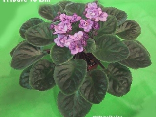 Tribute to Bill (B. Johnson) Blue, lavender, and purple pansy. Black-green, pointed. Standard