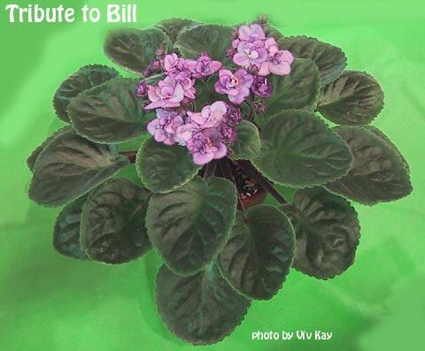 Tribute to Bill (B. Johnson) Blue, lavender, and purple pansy. Black-green, pointed. Standard
