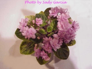 Trinket o' Pink (E. Champion) Double bright pink. Variegated green and tan/red back. Semiminiature