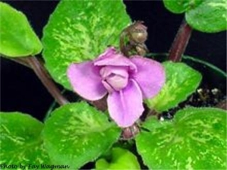 Trinket Rosita (E. Champion) Double rose-pink. Mosaic variegated medium green. Semiminiature