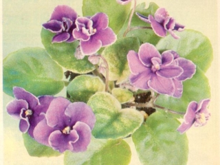 Trinket Seas 11/10/1980 (E. Champion) Double dark blue/white edge. Variegated, ovate, quilted. Semiminiature