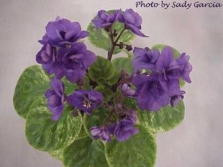 Trinket Summer Skies (E. Champion) Double dark blue. Variegated green and yellow. Semiminiature