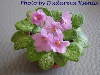 Trinket Terrific (E. Champion) Double medium pink. Mosaic variegated medium green. Semiminiature