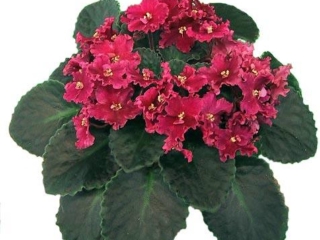 Tropical Heat Wave 01/08/2001 (K. Stork) Single-semidouble dark coral-rose large frilled star. Dark green, wavy. Standard