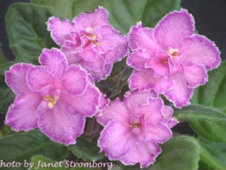 Tropical Sunset (Eyerdom) Semidouble pink/raspberry band, white edge. Light green, plain. Standard