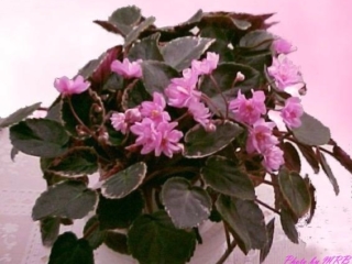 Twice Pink 11/19/1980 (E. Lloyd) Double pink. Variegated, plain. Standard trailer