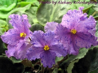 Twilight Fantasy (I. Fredette) Double lavender-blue fantasy. Plain. Standard