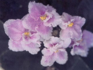 Twilight Glo 09/28/1984 (Eyerdom) Double light lavender/wide white edge. Medium green, quilted, glossy. Standard