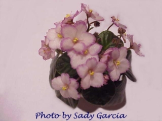 Twist 'n' Shout 07/28/1995 (S. Sorano) Semidouble light pink pansy/red frilled edge. Medium green, ovate, quilted. Semiminiature