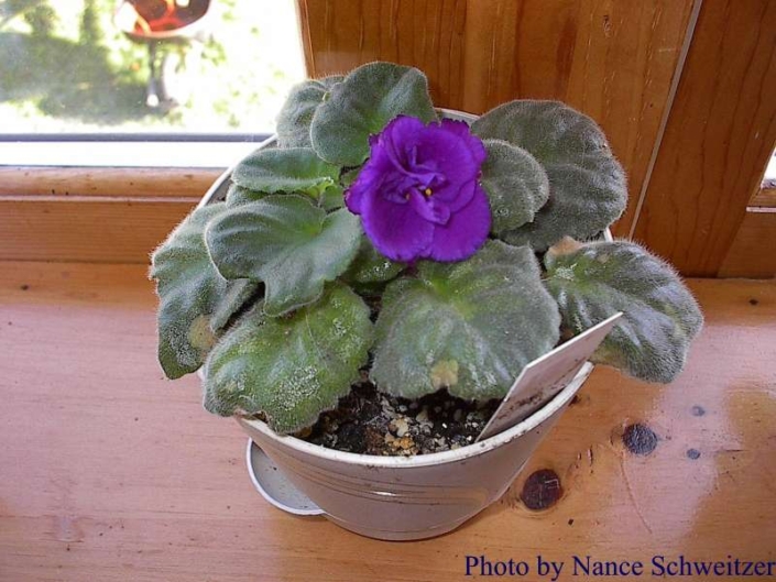 Ultra Violet Royalty 02/23/1996 (Green Circle/B. Johnson) Double purple sticktite ruffled pansy. Dark green, quilted. Standard
