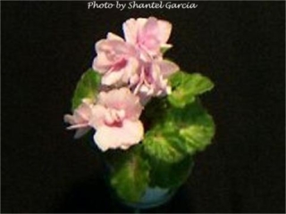 Ultra Violet Radiance 02/23/1996 (Green Circle/Blansit) Semidouble pink sticktite ruffled pansy. Medium green, girl foliage. Standard