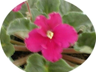 Ultra Violet Solar 02/23/1996 (Green Circle/Blansit) Single dark red sticktite ruffled pansy. Dark green, plain. Standard
