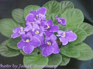 Ultra Violet Billy 02/23/1996 (Green Circle/B. Johnson) Single blue sticktite pansy/white edge. Medium green, plain, pointed. Standard