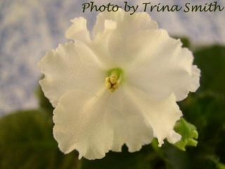 Ultra Violet Cosmos 02/23/1996 (Green Circle/B. Johnson) Single white sticktite ruffled pansy. Dark green, plain. Standard