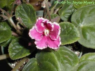 Ultra Violet Eclipse 02/23/1996 (Green Circle/Blansit) Semidouble dark red sticktite pansy/white ruffled edge. Medium green, quilted. Standard