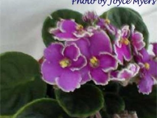Ultra Violet Flash 02/23/1996 (Green Circle/Blansit) Single red sticktite pansy/white edge. Medium green, pointed. Standard