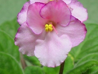 Ultra Violet Luminous 02/23/1996 (Green Circle/B. Johnson) Single pale pink sticktite pansy/thin raspberry edge. Medium green, pointed, hairy. Standard