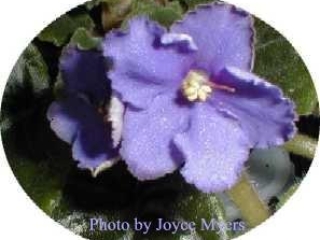 Ultra Violet Moondust 02/23/1996 (Green Circle/Blansit) Single blue ruffled pansy. Dark green, plain. Standard